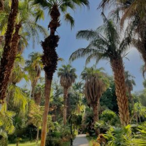Aswan Felucca Ride to Elephantine Island & Botanical Garden