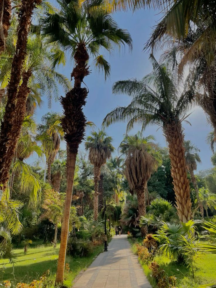 Aswan Felucca Ride to Elephantine Island & Botanical Garden
