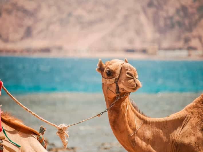 From Sharm El Sheikh: Jeep Adventure to Blue Hole, Canyon & Dahab - Image 3